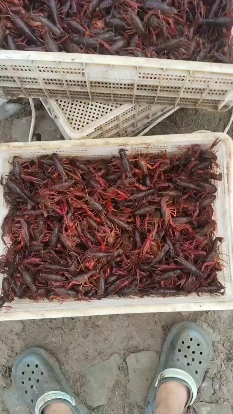 小龙虾