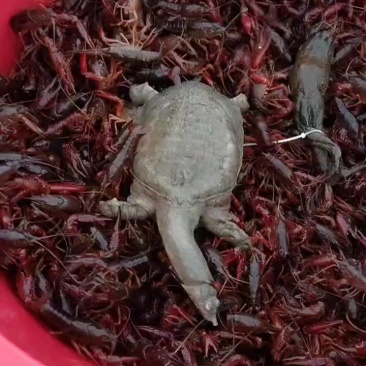 小龙虾