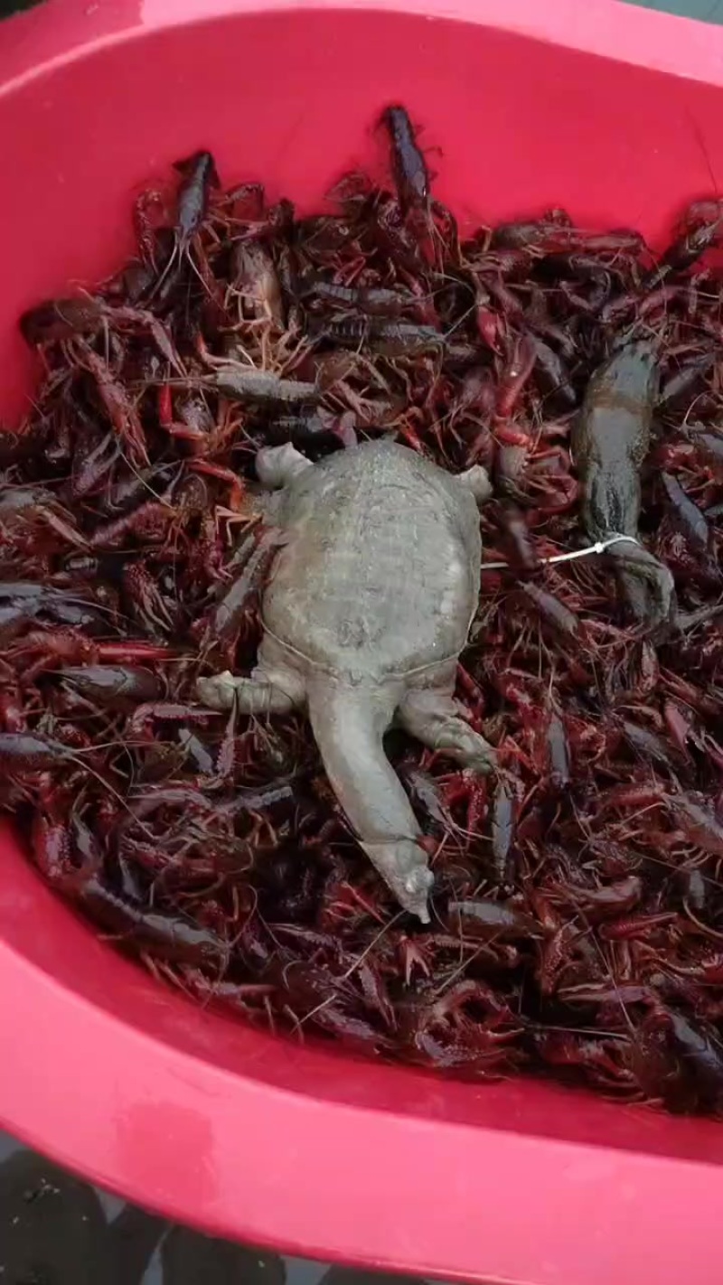 小龙虾