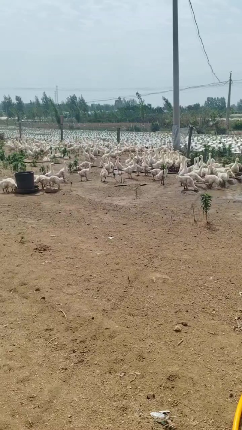 大鹅