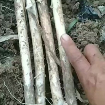 大葱