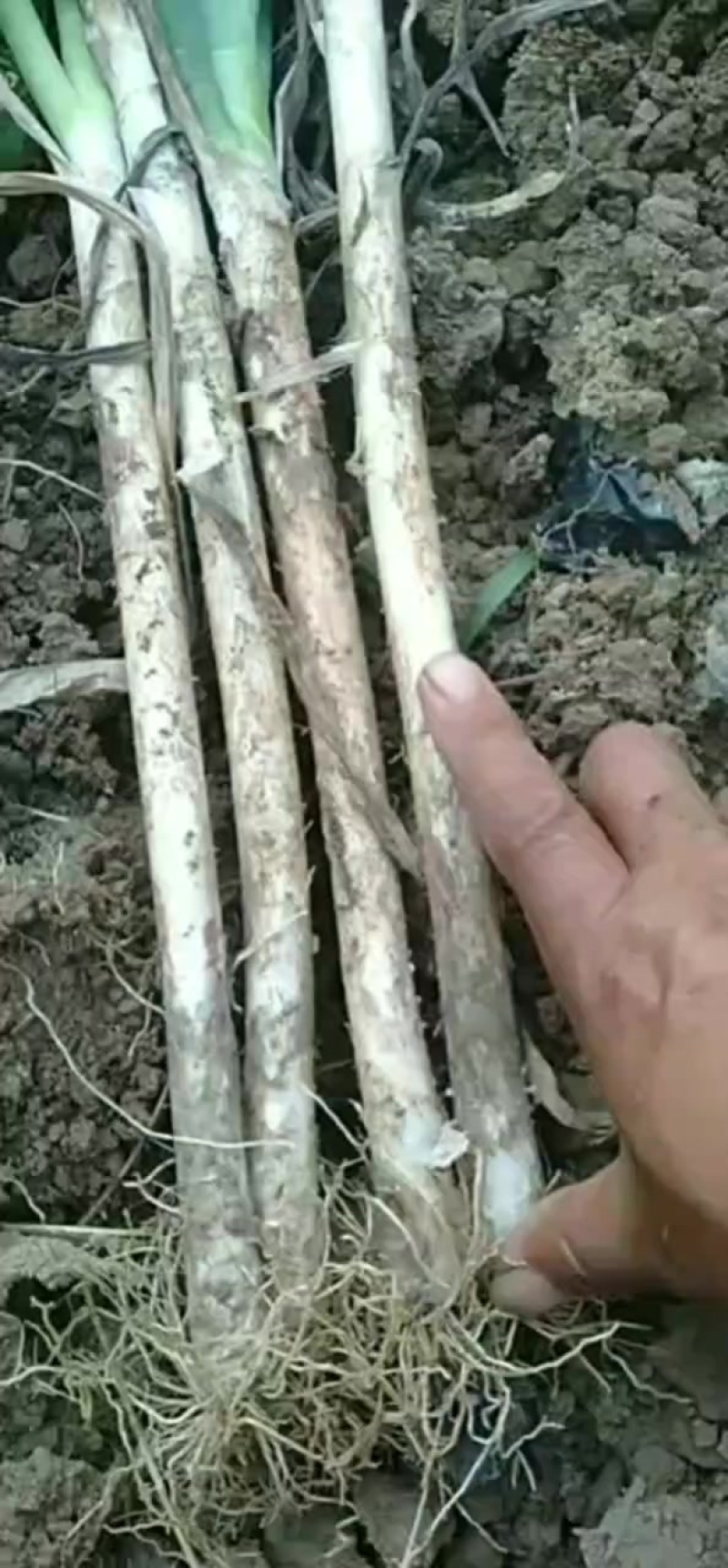 大葱