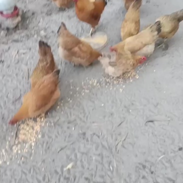 6个多月母鸡