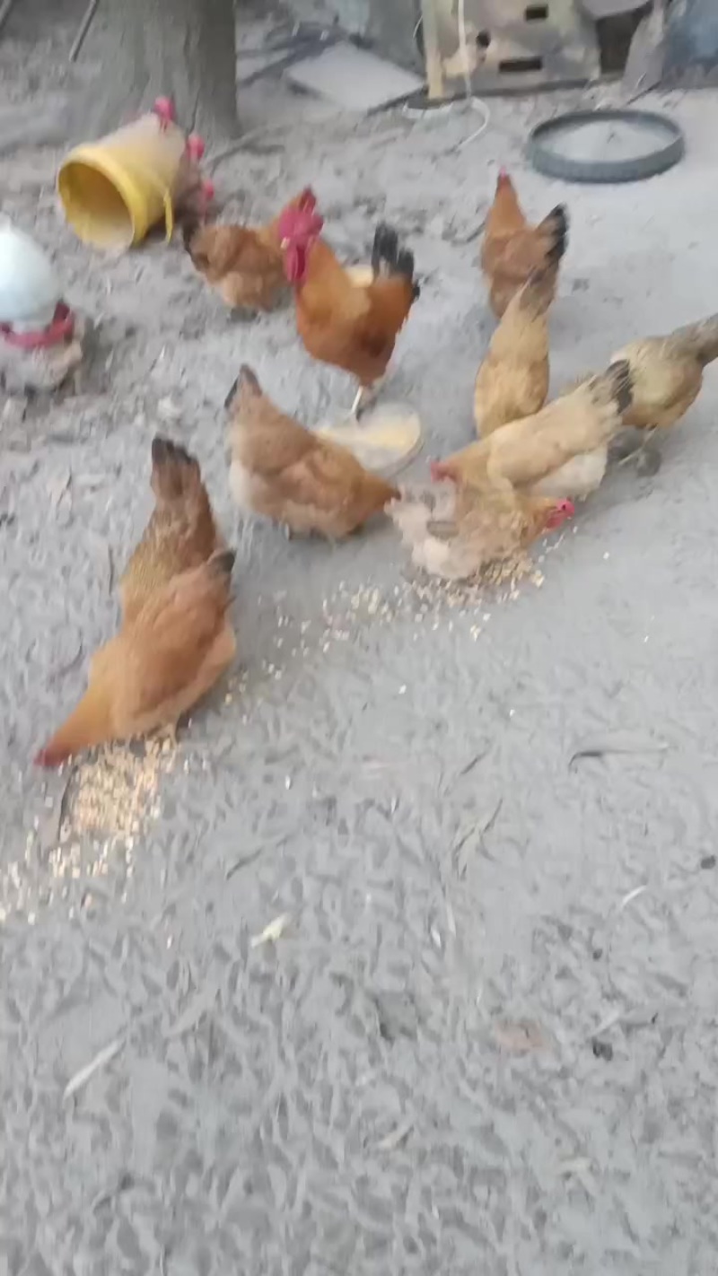 6个多月母鸡