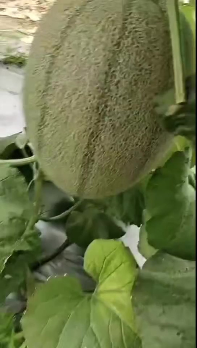 哈密瓜