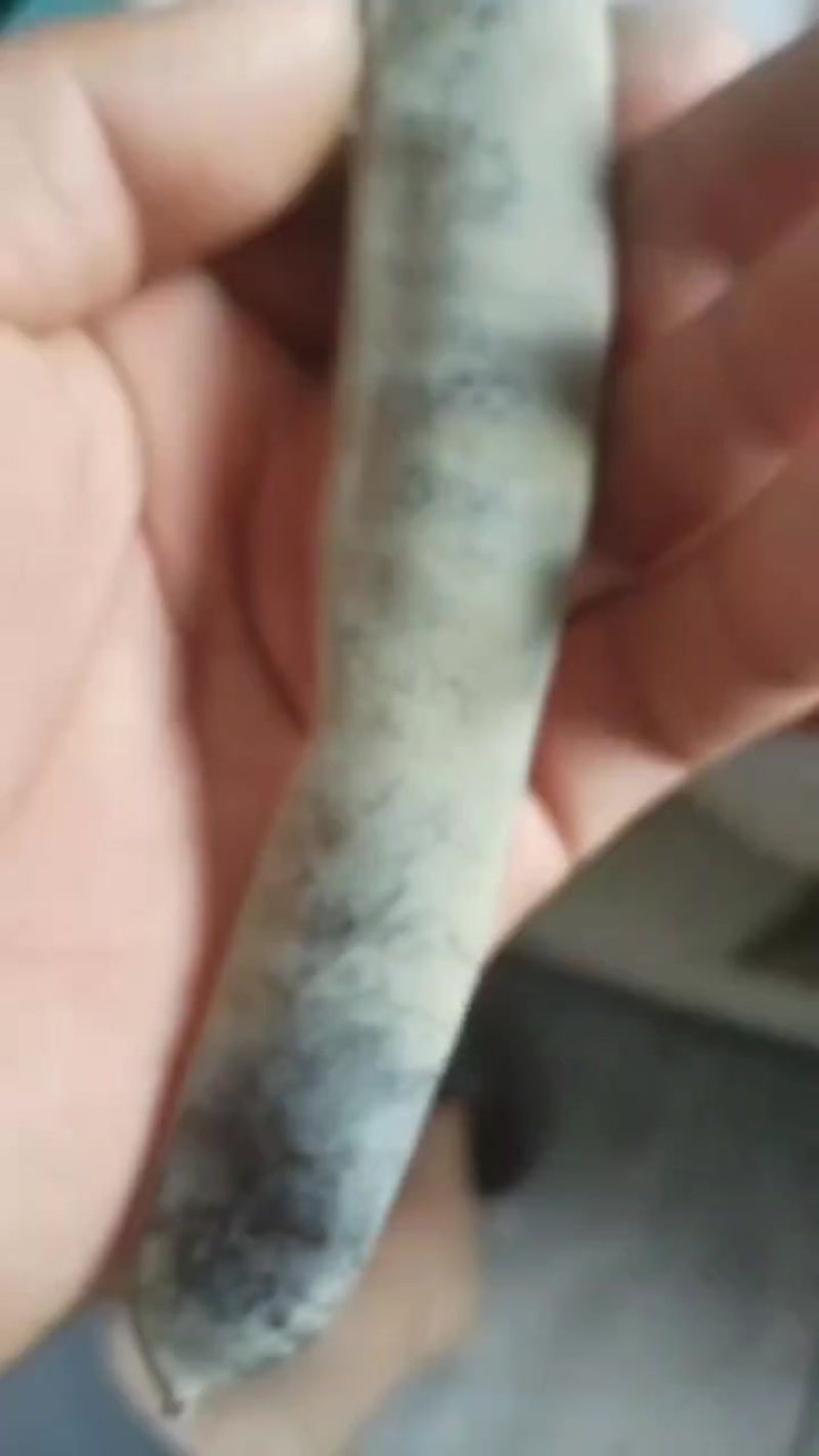 野生大皂角