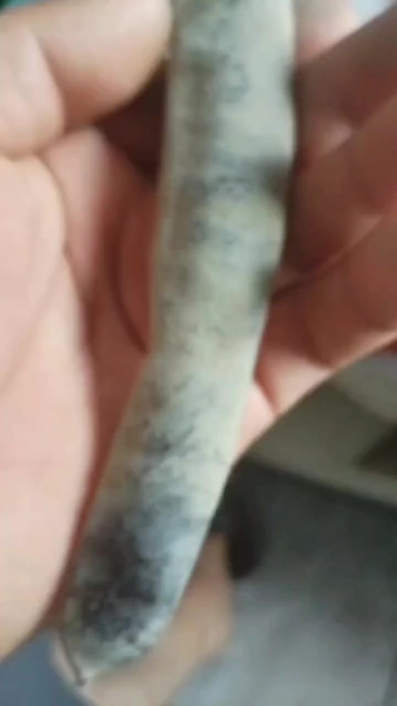 野生大皂角