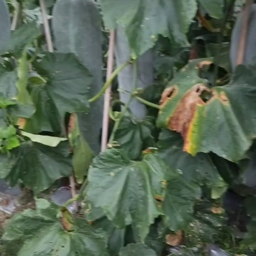 粉皮冬瓜