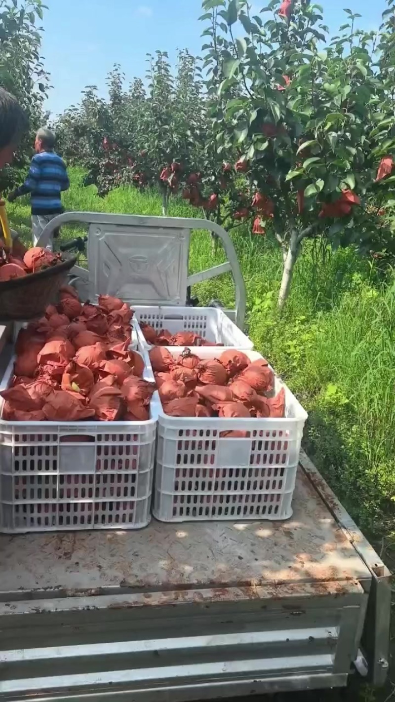 皇冠梨