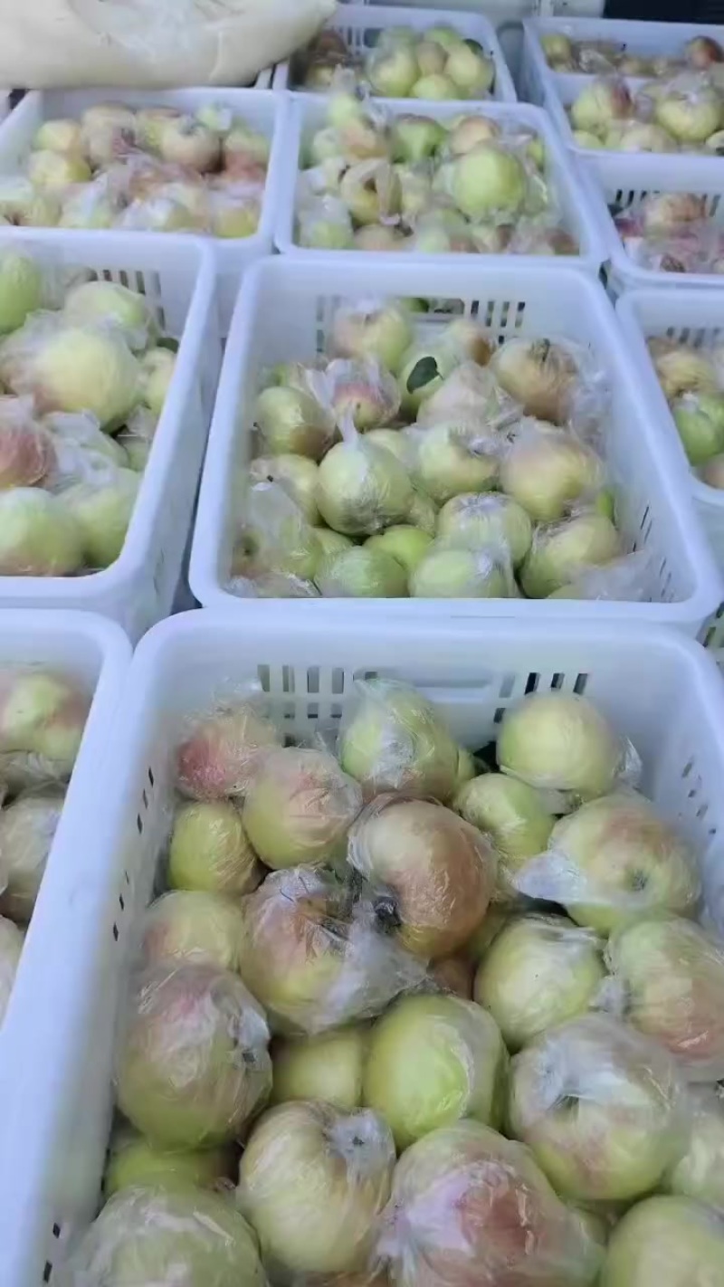 山东美八苹果，优质货源大量供应，