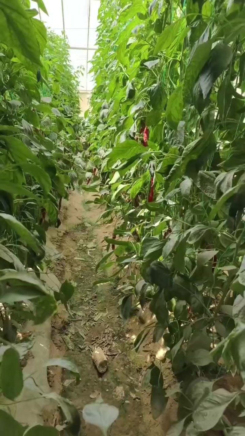 螺丝椒