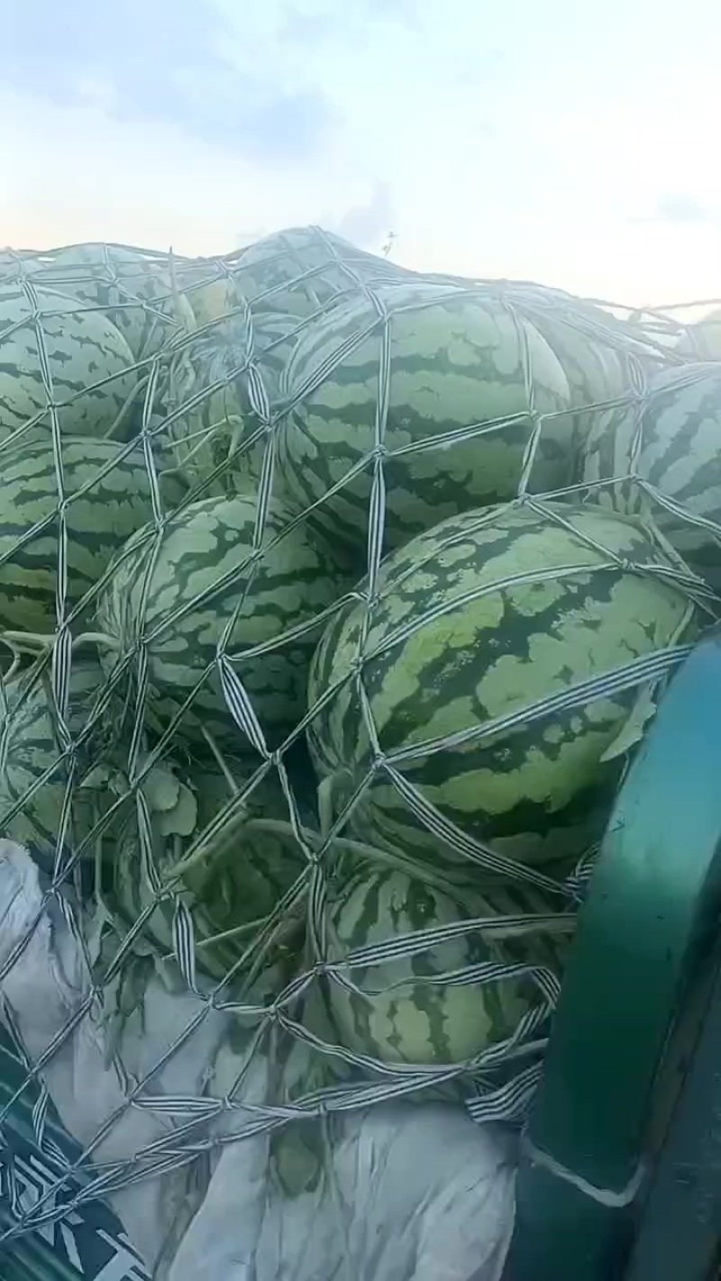 精品美都西瓜