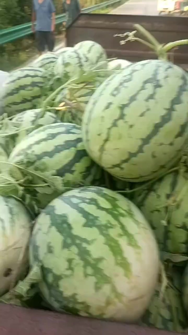精品美都西瓜