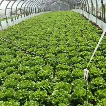 意大利蔬菜！苦菜