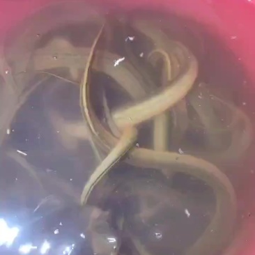 贵州山里黄鳝
