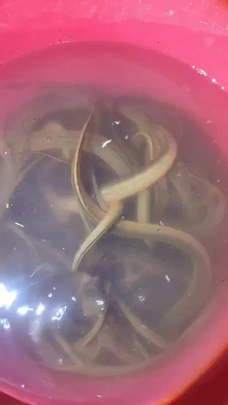 贵州山里黄鳝