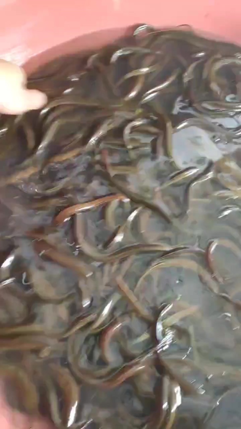 贵州山里黄鳝