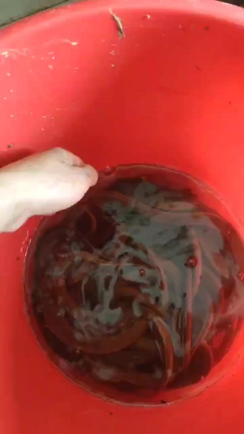 贵州山里黄鳝