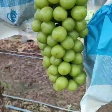 阳光玫瑰