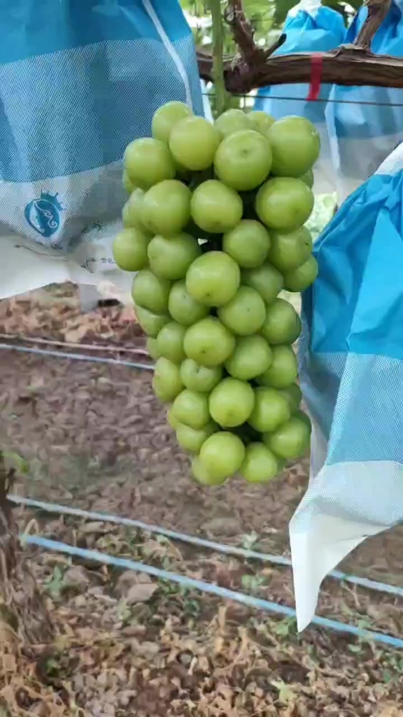 阳光玫瑰