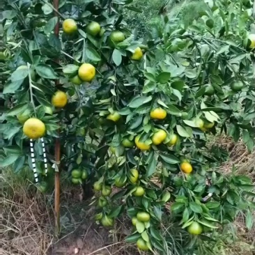 蜜桔，规格60mm起