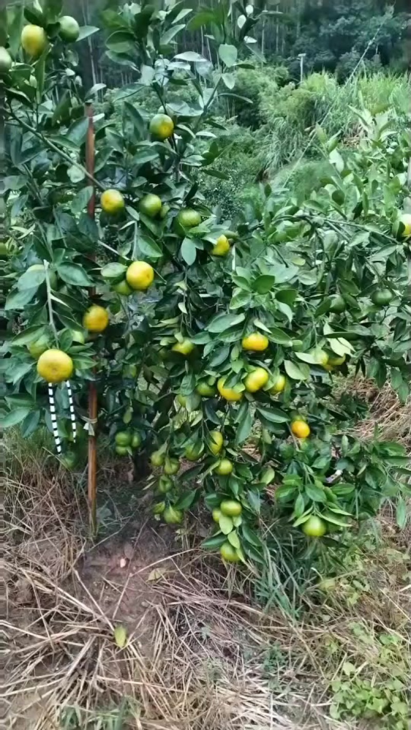 蜜桔，规格60mm起