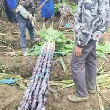 广西黑皮甘蔗