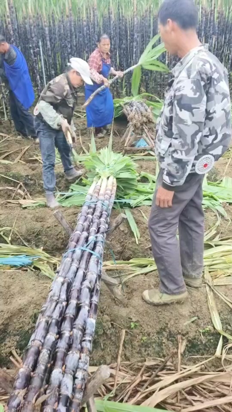 广西黑皮甘蔗