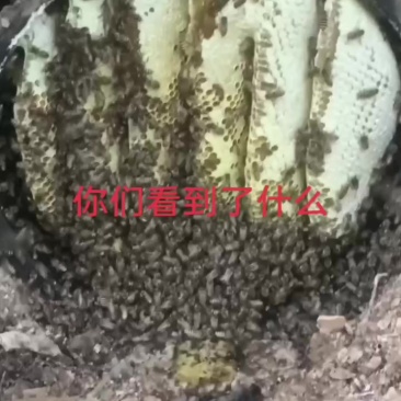 土蜂蜜
