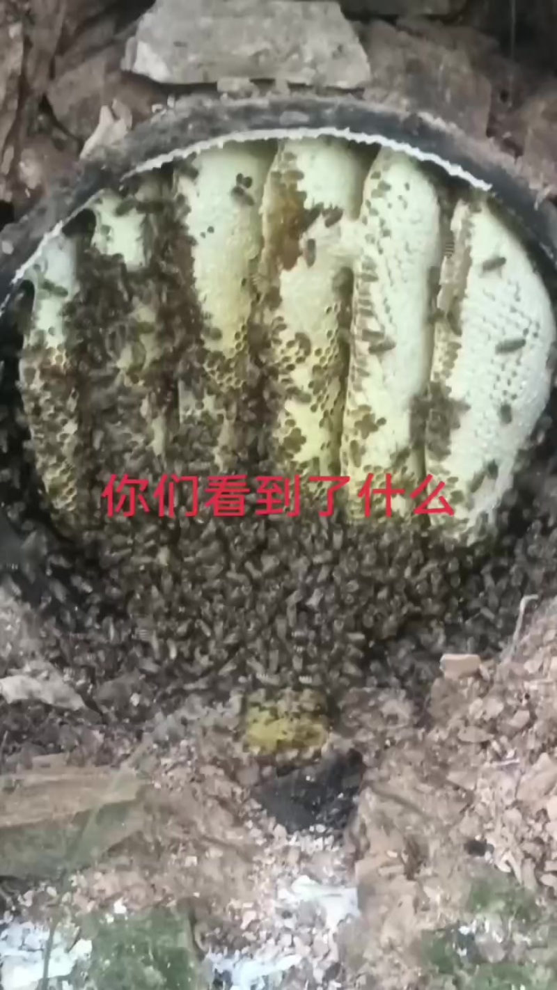 土蜂蜜