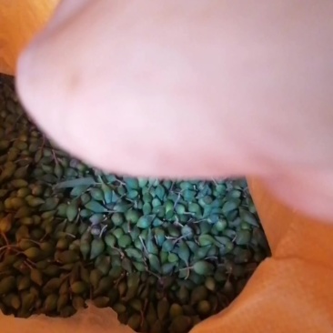 新鲜连翘