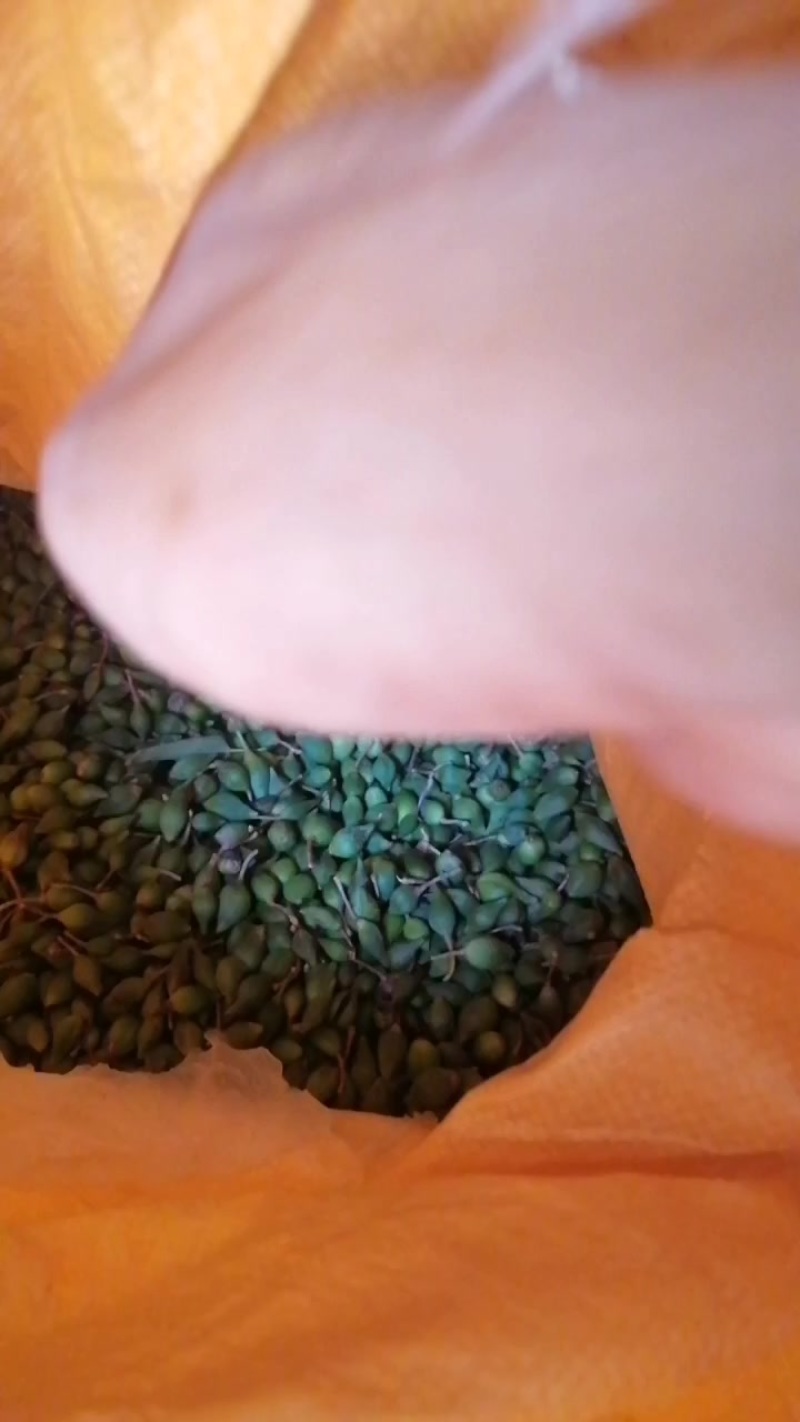 新鲜连翘
