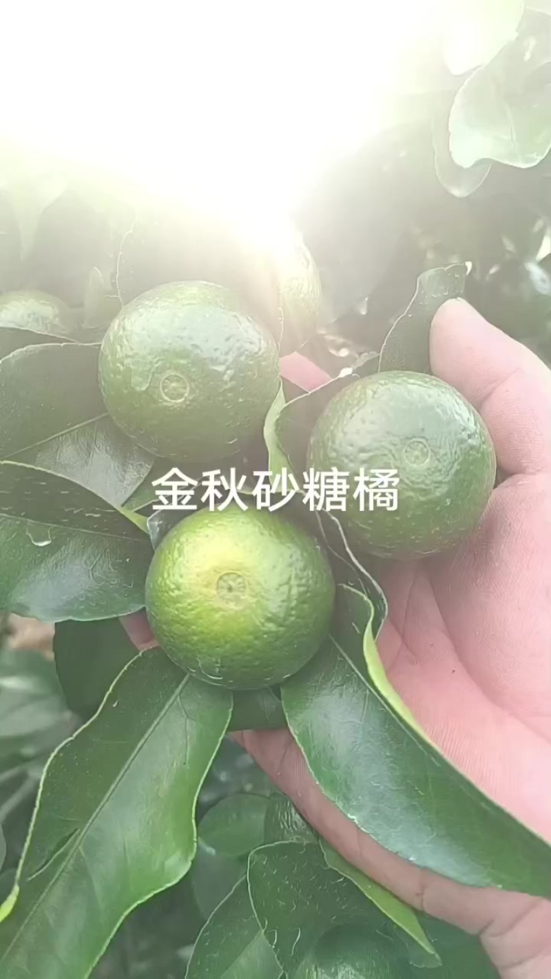 金秋砂糖橘