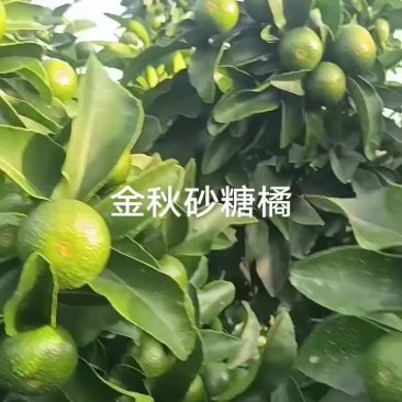 金秋砂糖橘