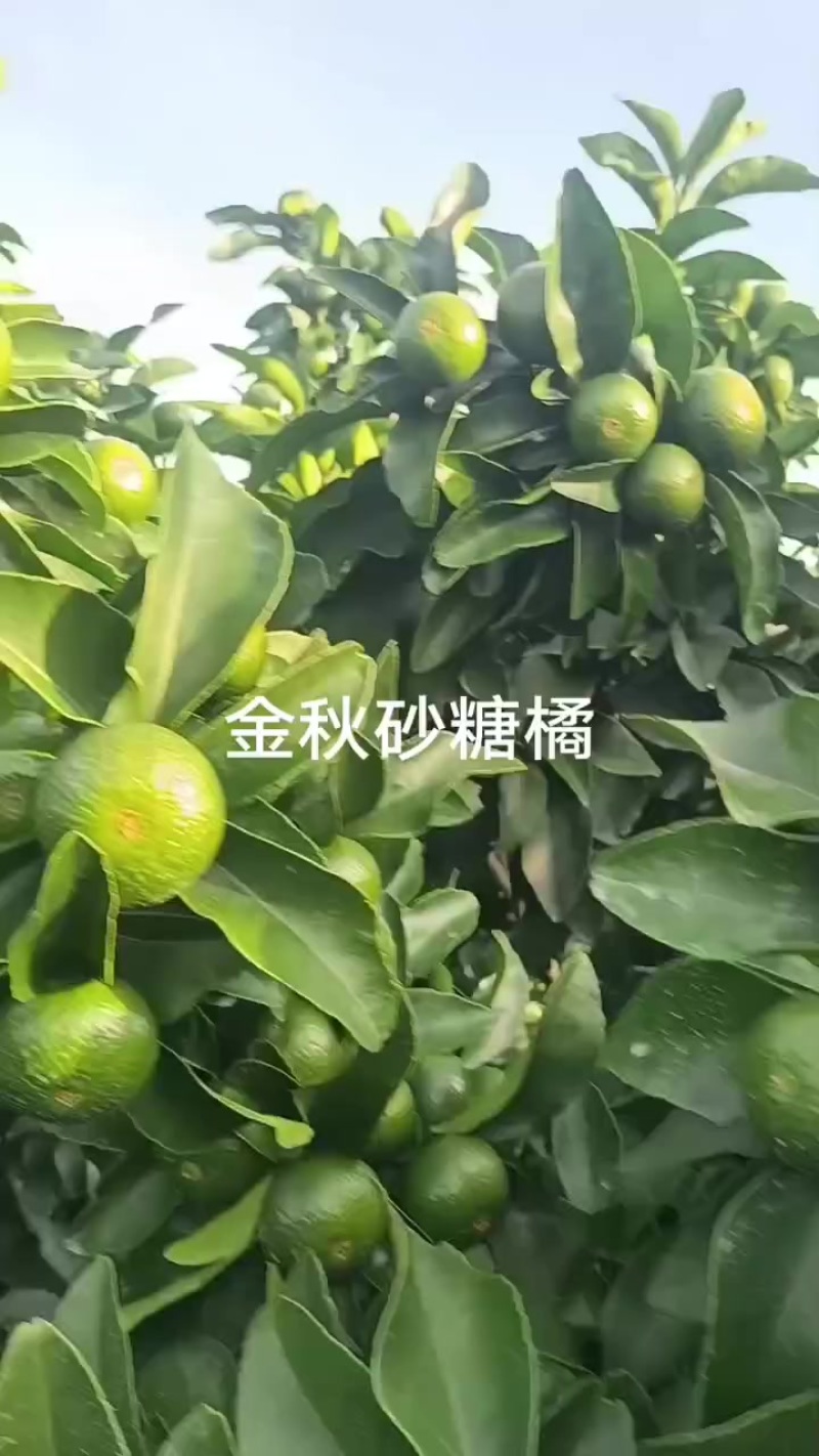 金秋砂糖橘