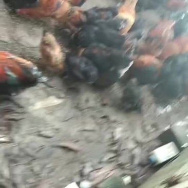 海南本地土鸡