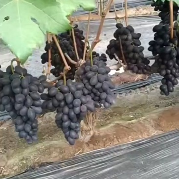 17葡萄