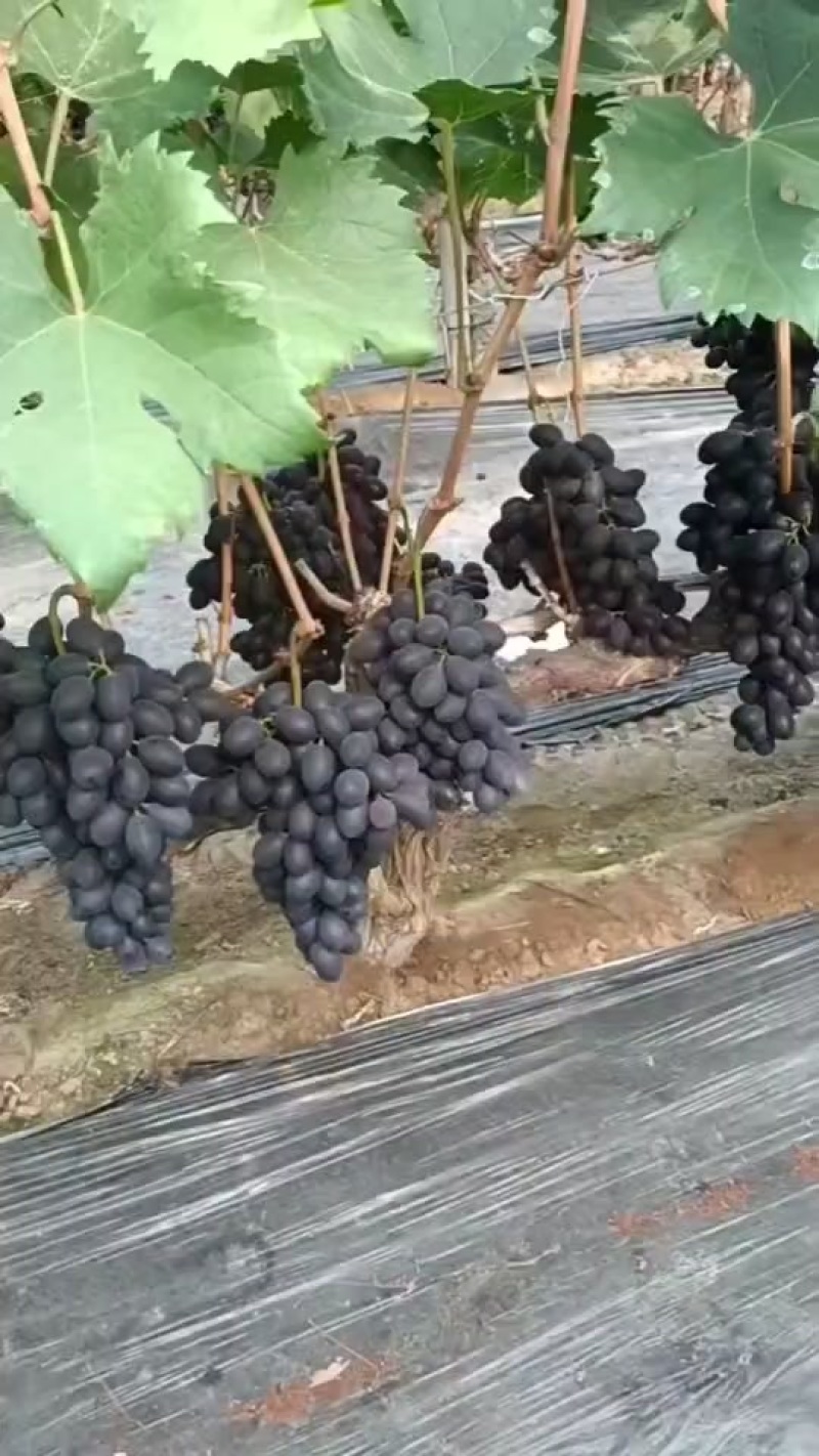 17葡萄