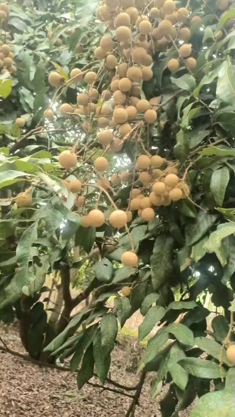 广西扶绥正宗石夹龙眼