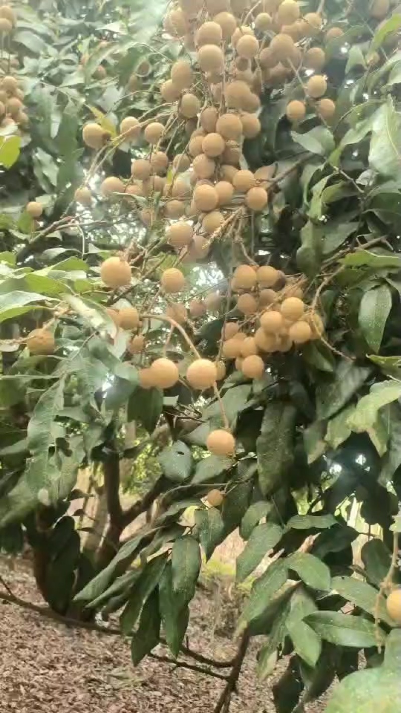 广西扶绥正宗石夹龙眼