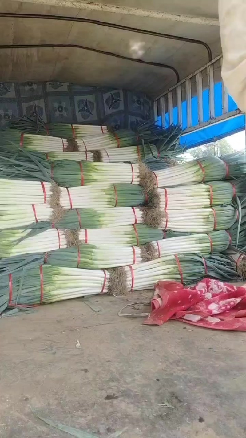 大葱