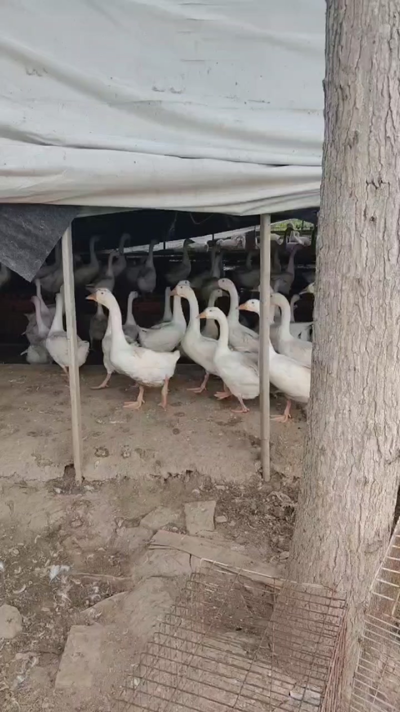 三花鹅，干管鹅