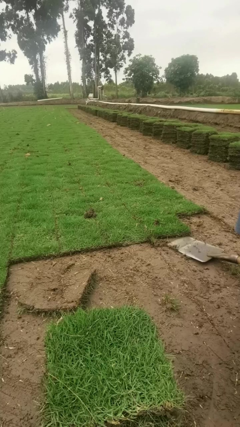优质绿化草皮