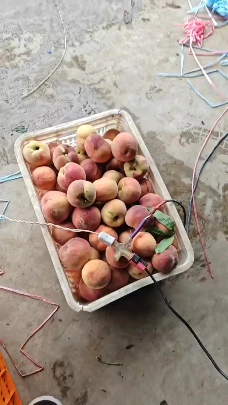 绿化九毛桃