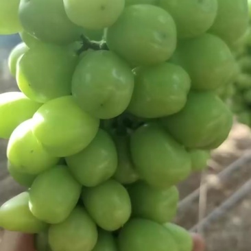 阳光玫瑰