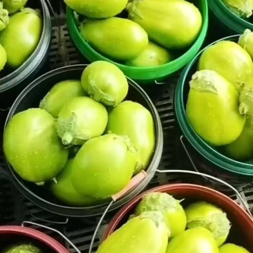 青茄子