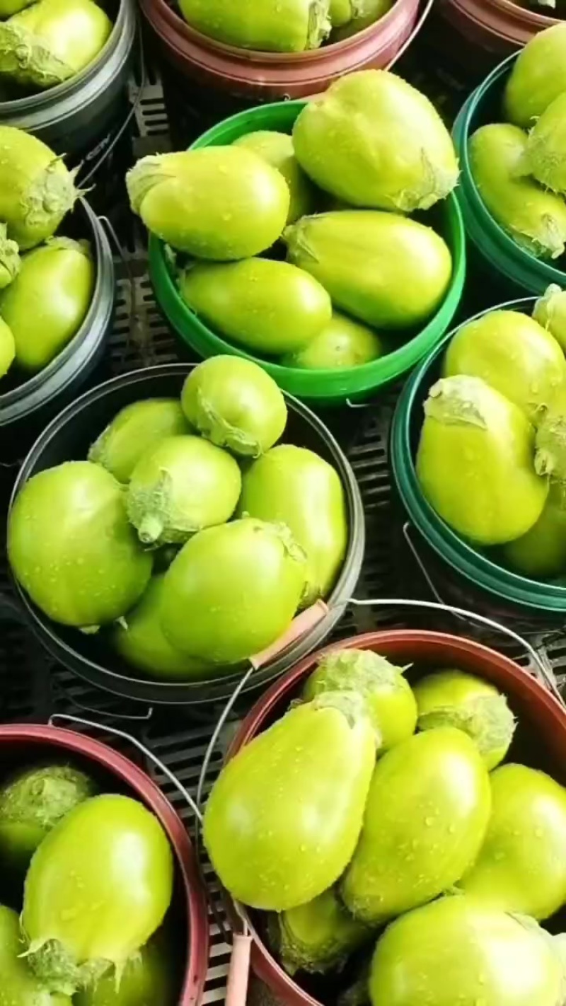 青茄子