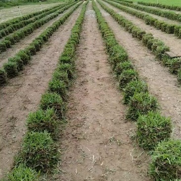 各种草皮