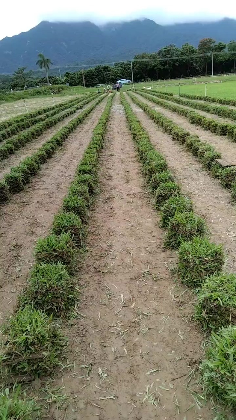 各种草皮