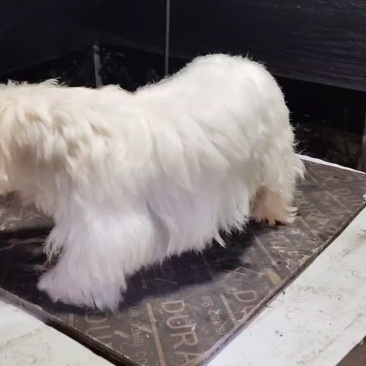 宠物狗